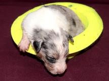 puppies