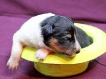 puppies