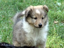 puppies