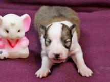 puppies