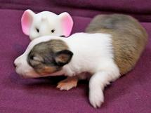 puppies