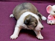 puppies