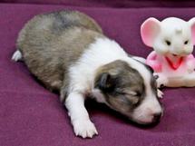 puppies