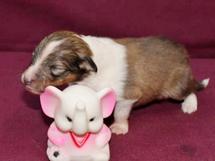 puppies