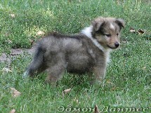 puppies