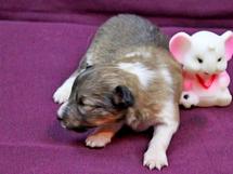 puppies