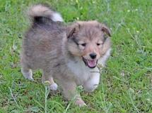 puppies