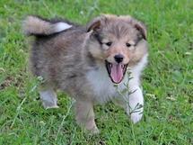 puppies