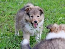 puppies