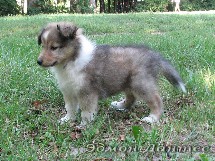 puppies