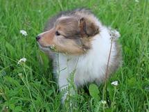 puppies