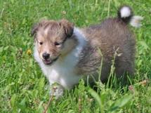puppies