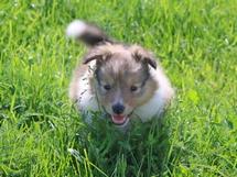 puppies