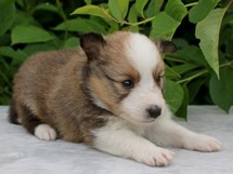 puppies