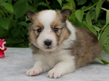 puppies
