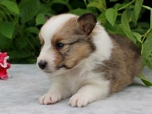 puppies