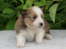 puppies