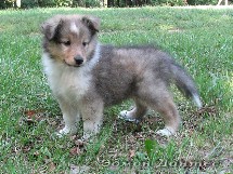 puppies