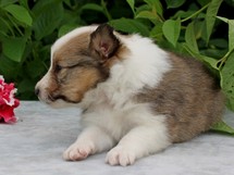 puppies