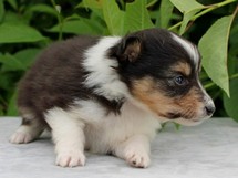 puppies
