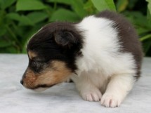 puppies