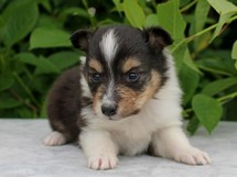 puppies