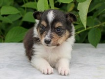 puppies