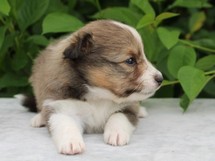 puppies
