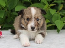 puppies