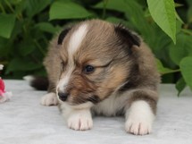 puppies