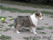 puppies