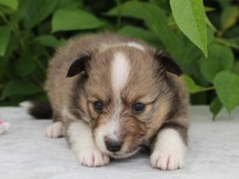 puppies