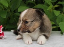 puppies