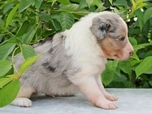 puppies