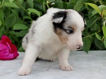 puppies