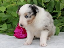 puppies
