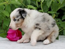 puppies