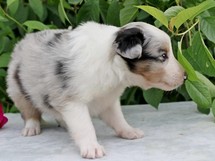 puppies