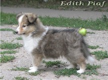 puppies