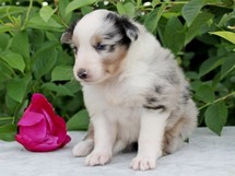 puppies