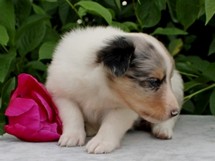 puppies