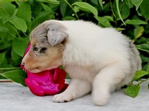 puppies