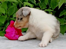 puppies