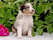 puppies