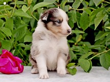 puppies