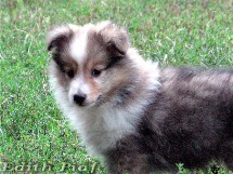 puppies