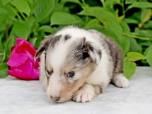 puppies