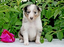 puppies