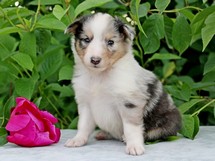 puppies