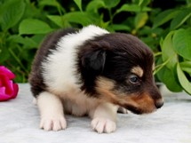 puppies
